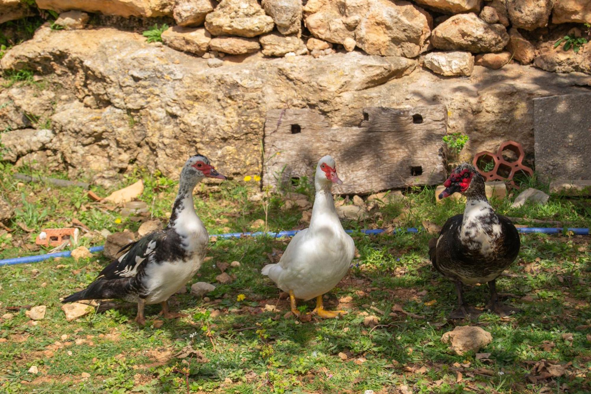 Rural Prats Apartament Sant Carles de Peralta